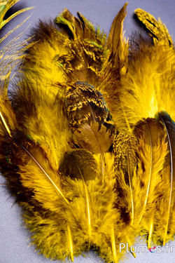 Pavone blu - 8-20 cm - giallo-bruno